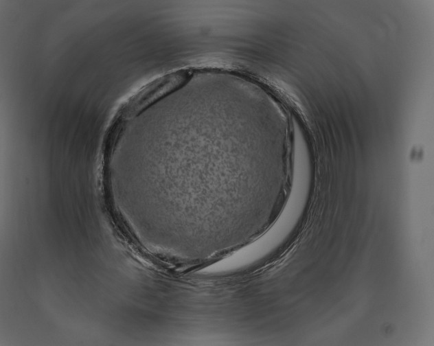 X0000090440388200708031159