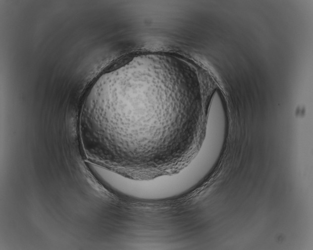 X0000090440393200708031159