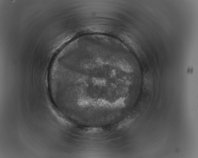 X0000090440398200708031159