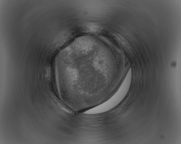 X0000090440425200708031158