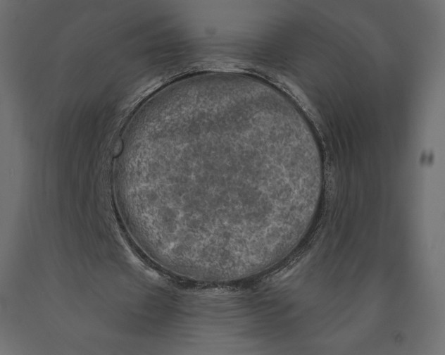 X0000090440433200708031157