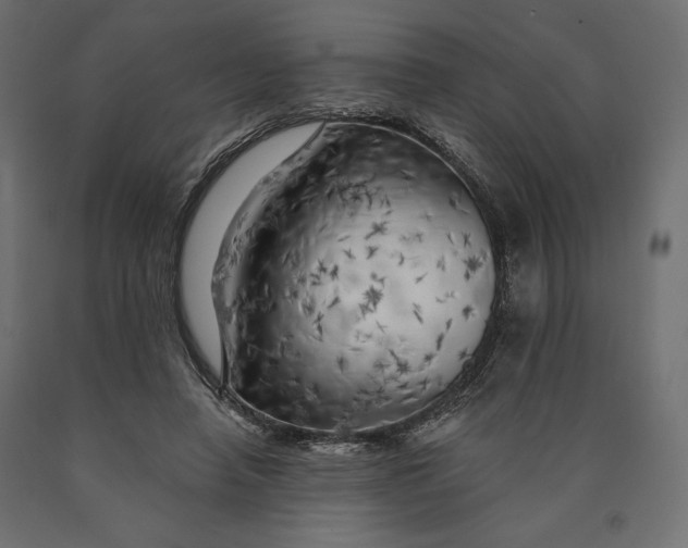 X0000090440450200708031158