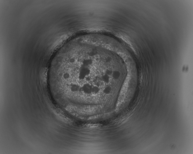 X0000090440495200708031157