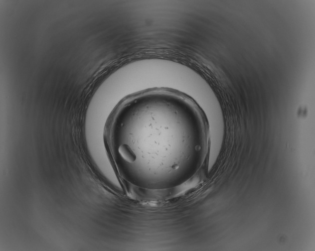 X0000090440558200708031157