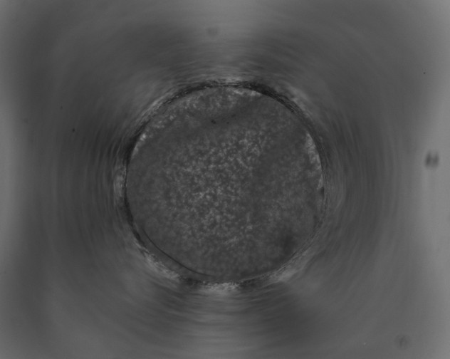 X0000090440576200708031157