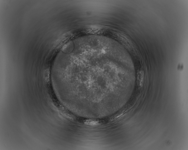 X0000090440602200708031155