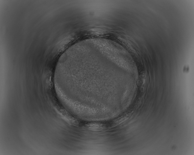 X0000090440615200708031155