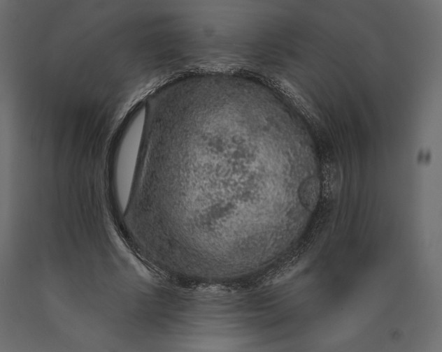 X0000090440634200708031154