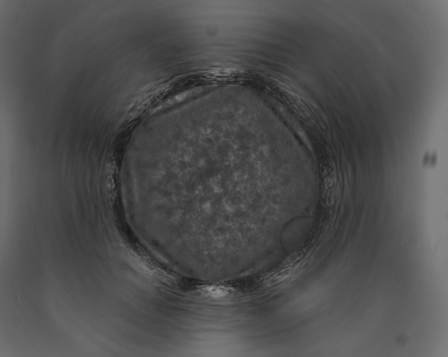 X0000090440654200708031155