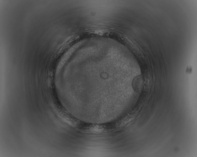 X0000090440656200708031155