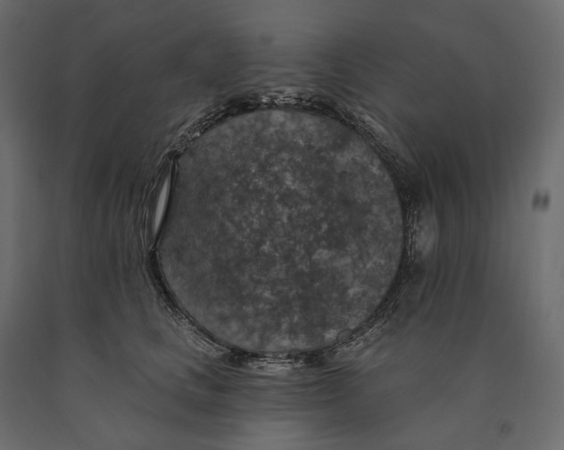 X0000090440661200708031155