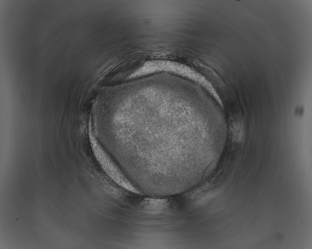 X0000090440665200708031155