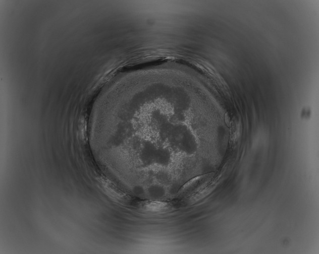 X0000090440669200708031155