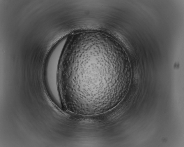 X0000090440677200708031154