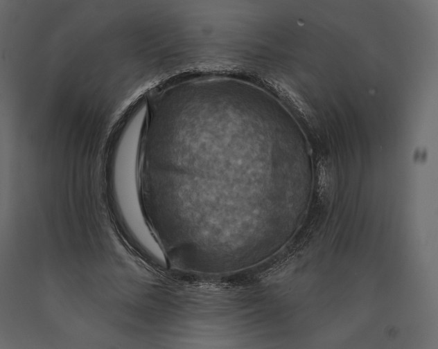 X0000090440684200708031154