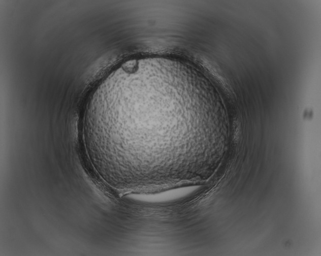 X0000090440685200708031154