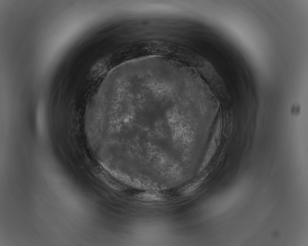 X0000090440765200708031154