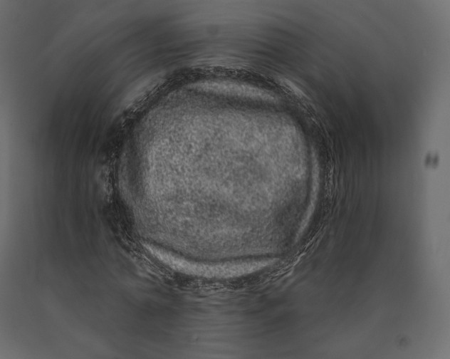 X0000090440774200708031153