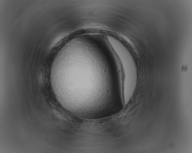 X0000090440775200708031153