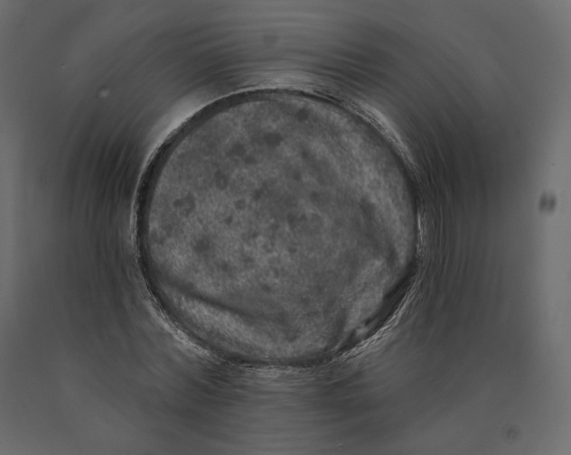 X0000090440780200708031153