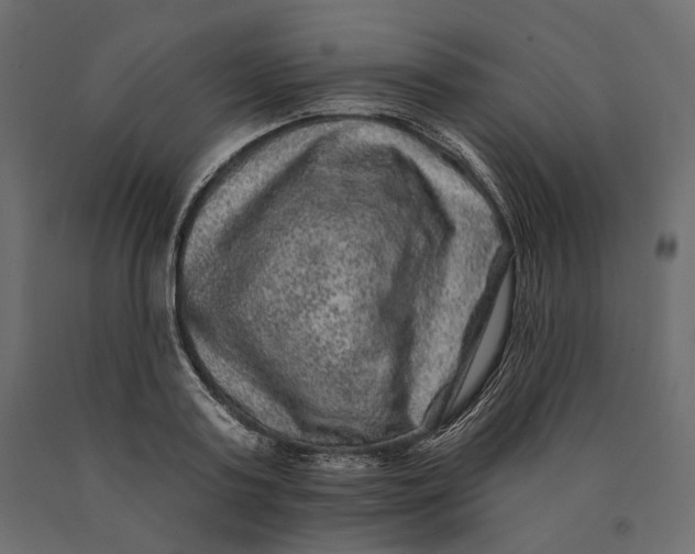 X0000090440795200708031152