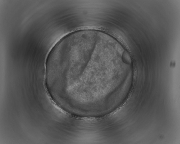 X0000090440844200708031152