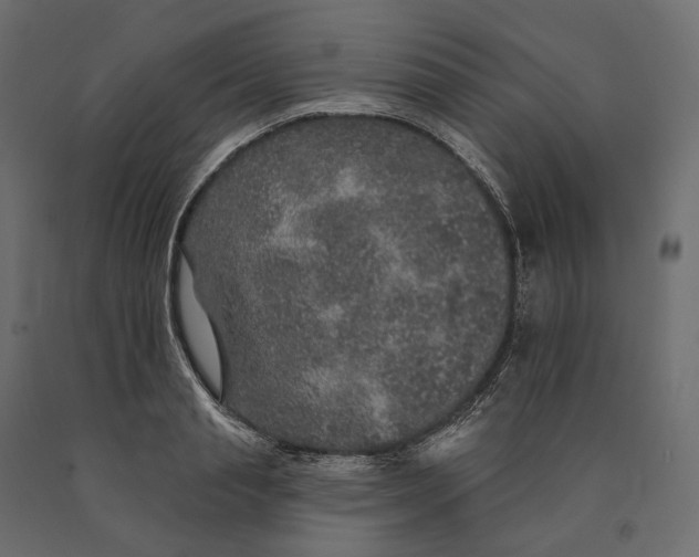 X0000090440845200708031152