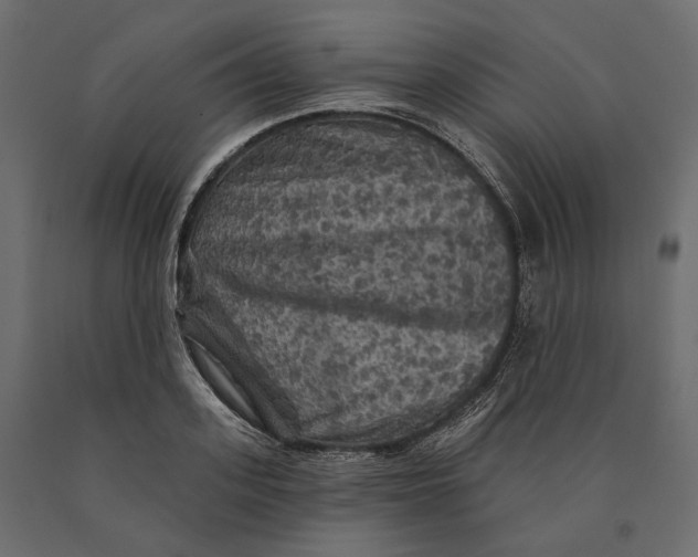 X0000090440939200708031150