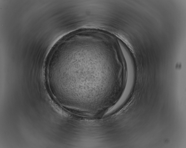 X0000090440976200708031150