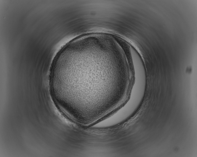 X0000090440995200708031149