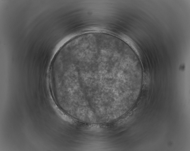 X0000090441098200708031148