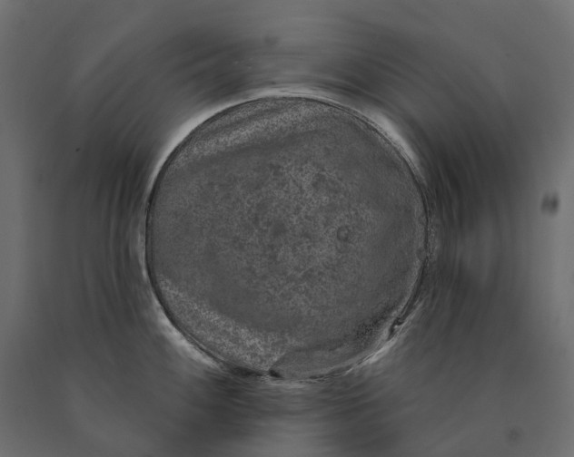 X0000090441100200708031147