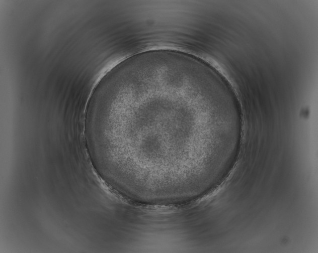 X0000090441145200708031147