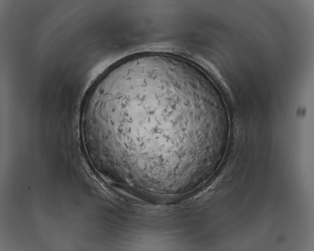 X0000090441176200708031146