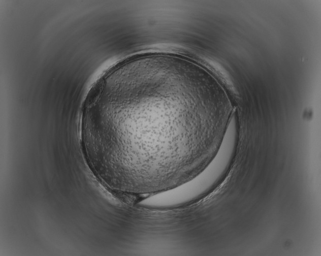 X0000090441180200708031146