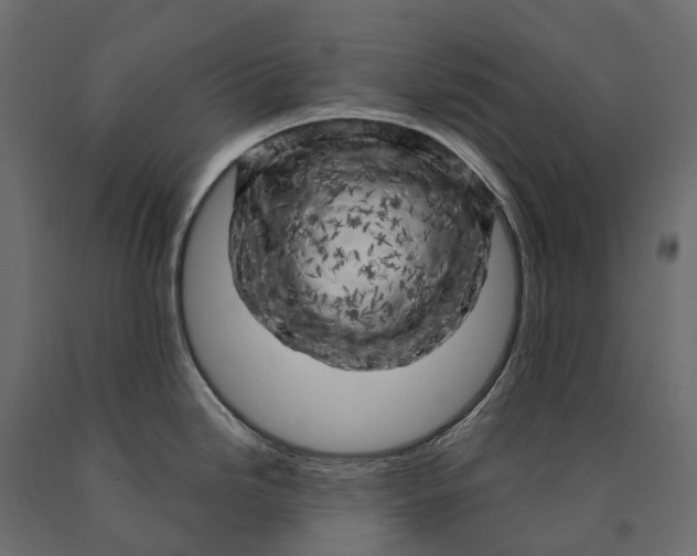 X0000090441246200708031146