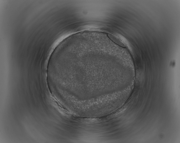 X0000090441435200708031143