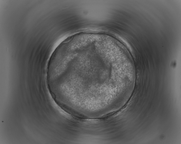 X0000090441483200708031142