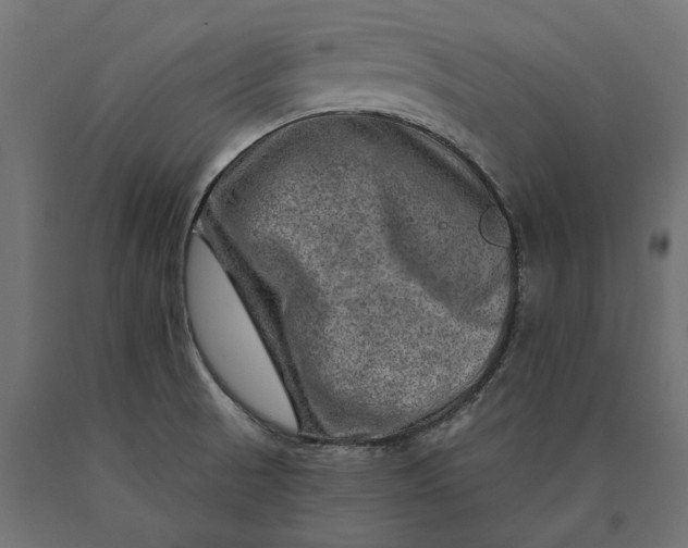 X0000090441521200708031141