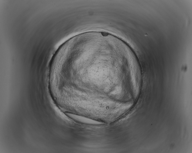 X0000090441526200708031141