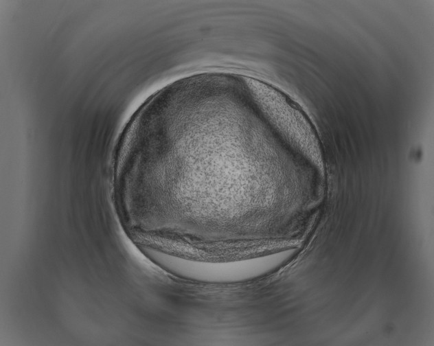 X0000090441531200708031141