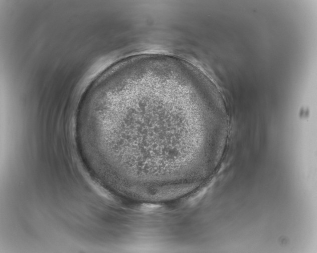 X0000090440055200708102036
