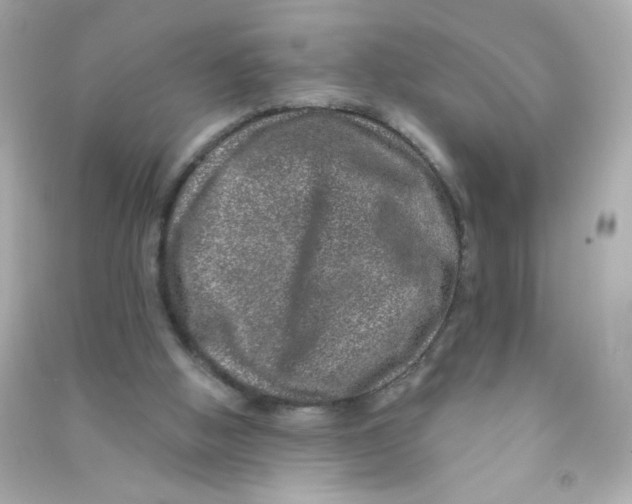 X0000090440058200708102036