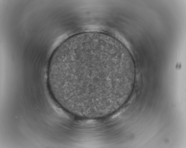 X0000090440059200708102036