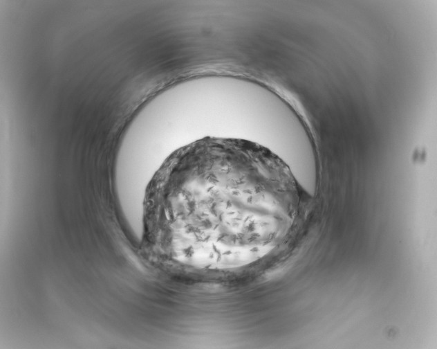 X0000090440061200708102036