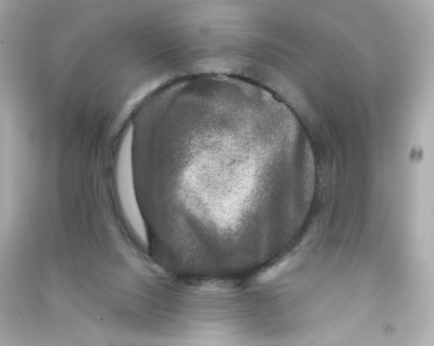 X0000090440064200708102036