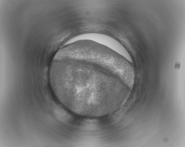 X0000090440066200708102036