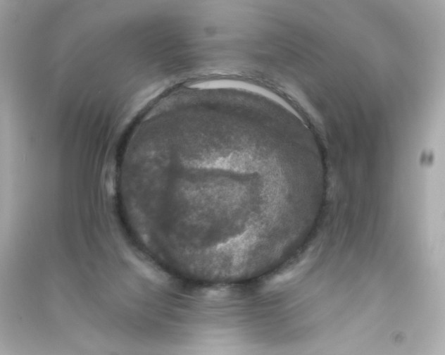 X0000090440068200708102036
