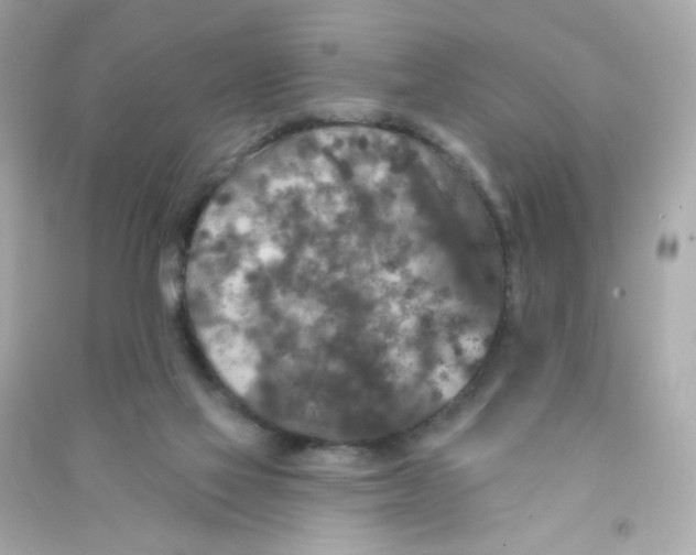 X0000090440069200708102036