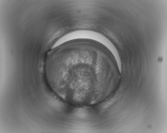 X0000090440072200708102036